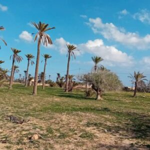 Terrain Djerba / Nord